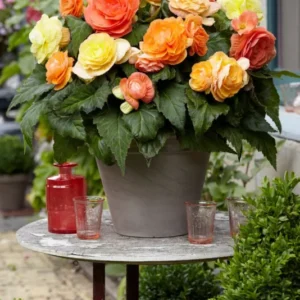 Begonia Pastel Compacta Mixed
