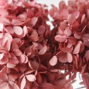 Konservierte Hortensie Peegee Earth Matters - 1 Bund - Pink 100