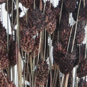 Phalaris getrocknet - 1 Bund - Deep brown - Si-nature