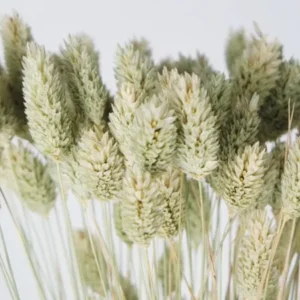 Phalaris getrocknet - 1 Bund - Naturfarbe - Si-nature