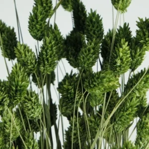 Phalaris getrocknet - 1 Bund - Olivgrün - Si-nature