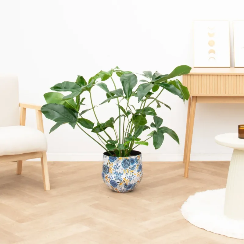 Philodendron Green Wonder - 120 cm