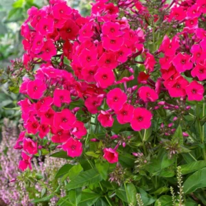 Flammenblume Red Riding Hood (Phlox) online kaufen bei DutchGrown™