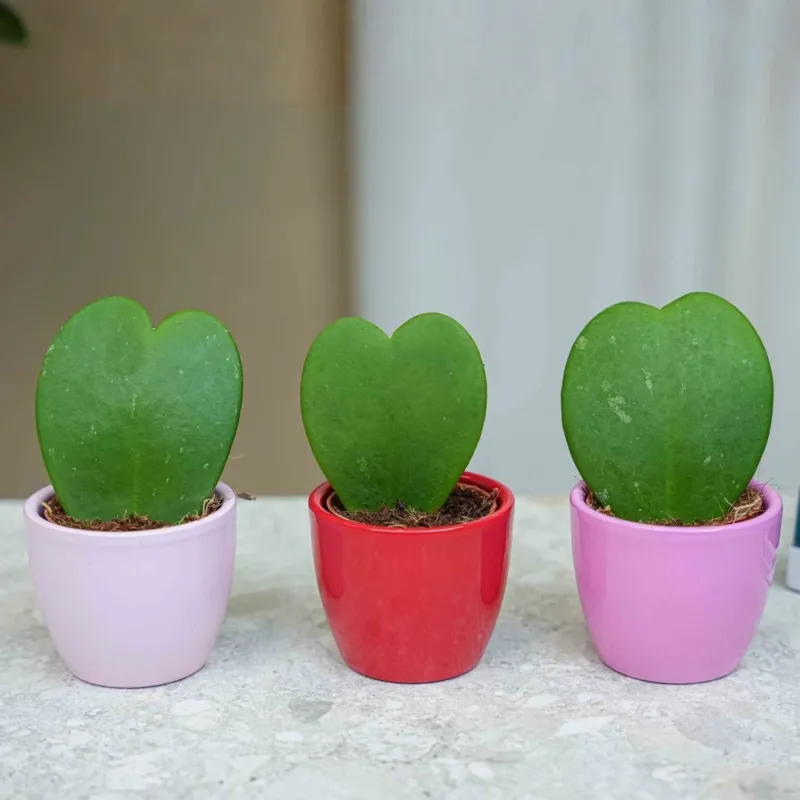 Plant set of 3 with mini pot - Love - Hoya Kerrii - Pink/Red - Ø 6 cm