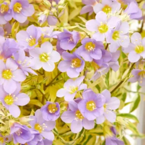 Polemonium Golden Feathers Jakobsleiter