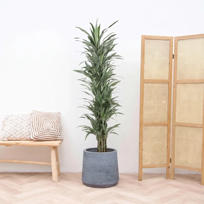 Dracaena Warneckei vertakt - 180cm
