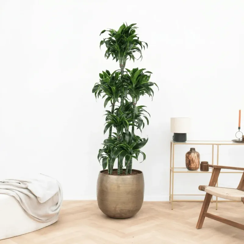 Dracaena Fragrans Dorado carrousel - 180 cm
