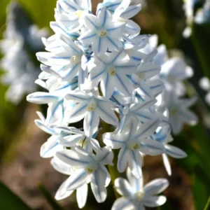 Puschkinia Libanotica Blumenzwiebeln