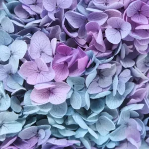 Konservierte Hortensie Anna - 1 Bund - Rainbow purple/blue