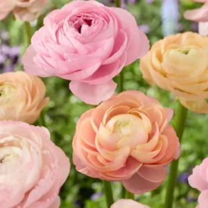 Ranunkeln Pauline Pastel