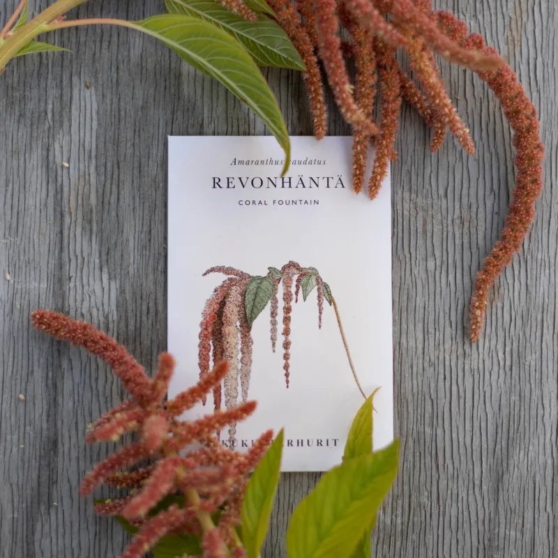 Blumensamen Amaranthus Coral Fountain