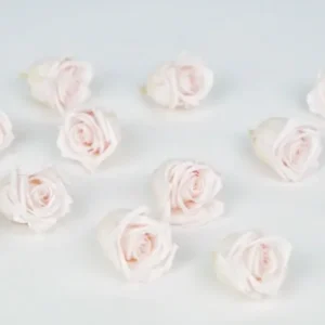 Stabilisierte Rosen Kiara 2 cm - 12 Stück - Pink blush - Si-nature