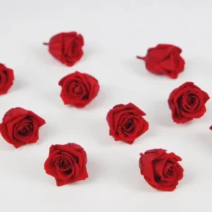 Stabilisierte Rosen Kiara 2 cm - 12 Stück - Vibrant red - Si-nature