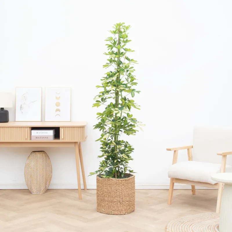 Schefflera Gold Capella struik - 190cm