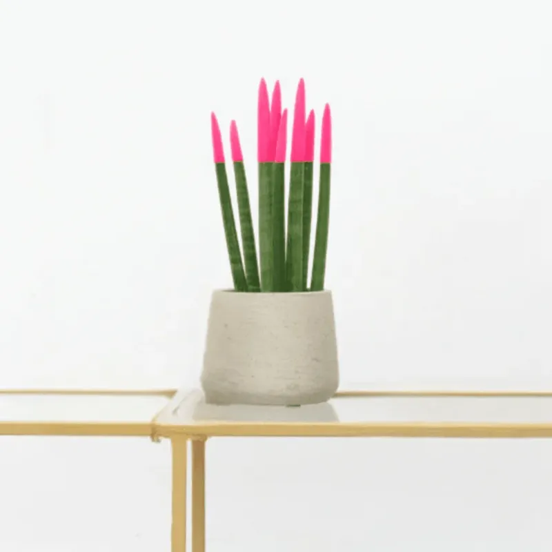 Sansevieria Cylindrica Velvet Touchz roze - 25cm