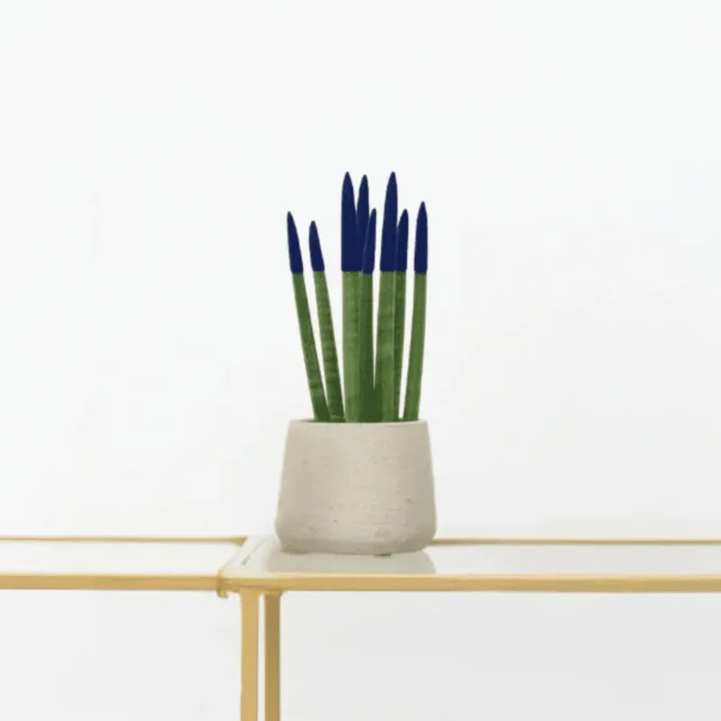 Sansevieria Cylindrica Velvet Touchz blauw - 25cm