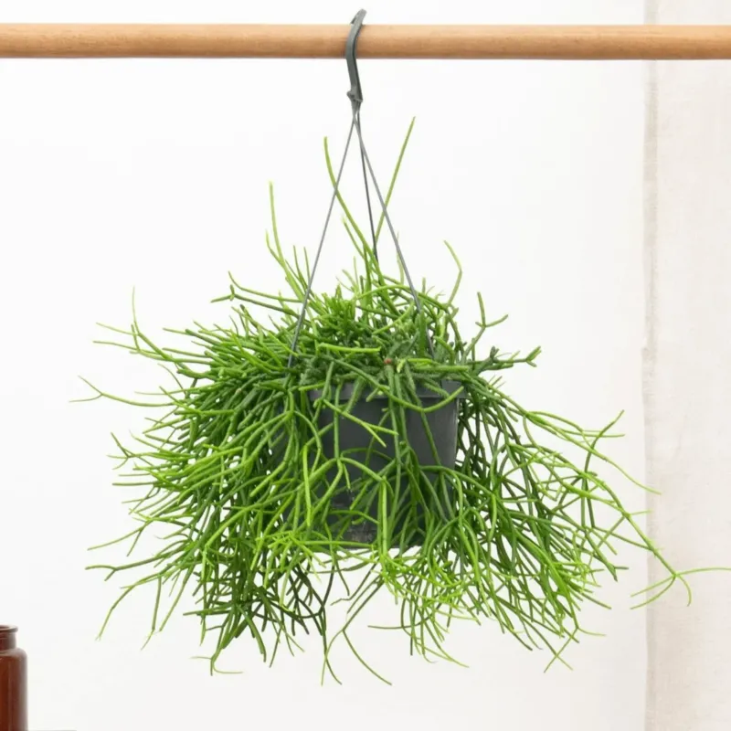 Rhipsalis Heteroclada hangplant - 25 cm
