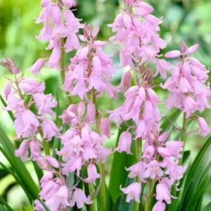 Spanische Hasenglöckchen ‚Dainty Maid Pink‘ blumenzwiebeln