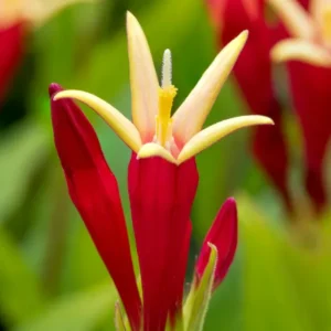 Spigelia marilandica 'Little Redhead' Wurzeln kaufen, Pflanzung und Lieferung im Frühjahr
