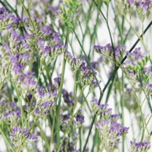 Limonium getrocknet - 1 Bund - Naturfarbe lila - Si-nature