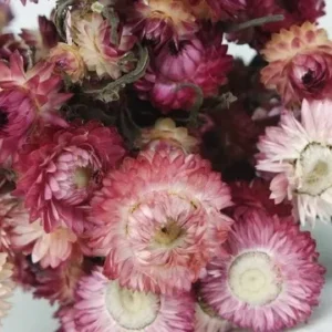 Strohblumen basic - 1 Bund - Naturfarbe hellrosa