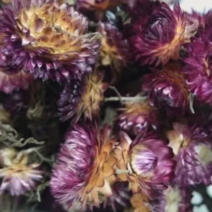 Strohblumen basic - 1 Bund - Naturfarbe lila