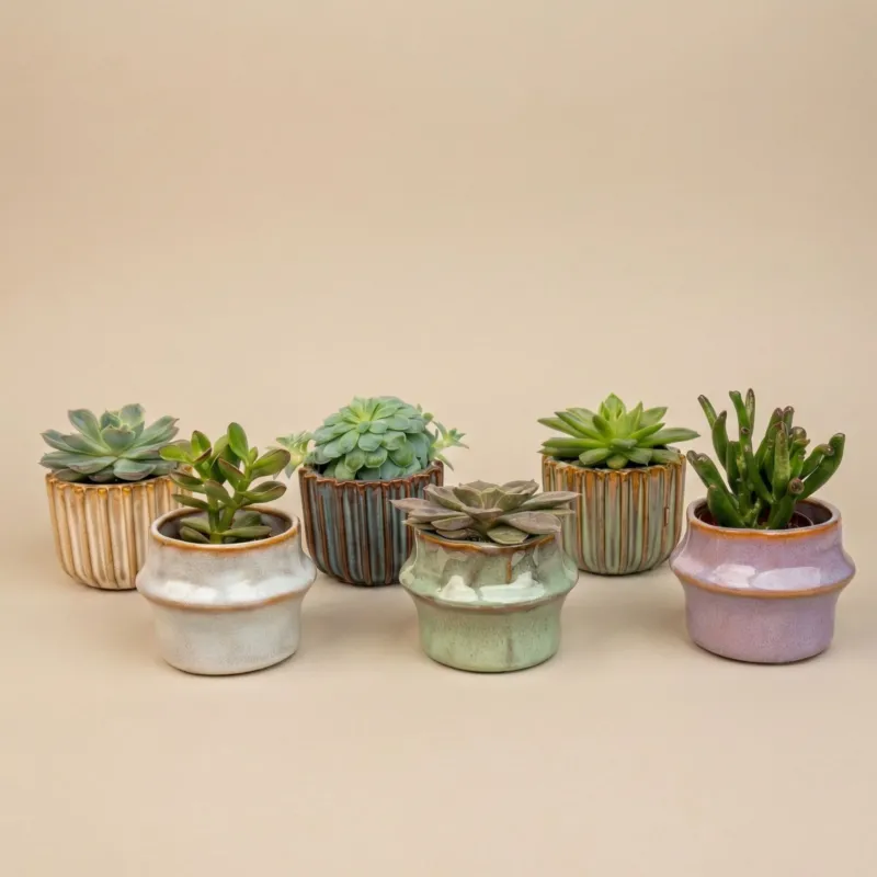 Succulents Set of 6 in Ceramic Mini Pot Barcelona - ↑ 8–12 cm