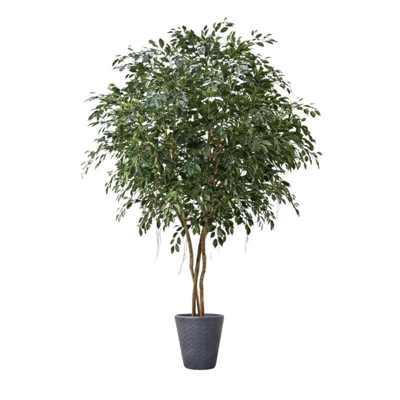 Künstlicher Ficus - Gajus, 400 cm, Kunstbaum von aplanta, feuerhemmend, in Grün, für drinnen