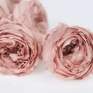 Englische Rosen konserviert Temari Earth Matters - 8 Köpfe - Mauve pink 192 - Si-nature