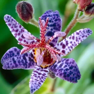 Krötenlilie Blue Wonder (Tricyrtis)