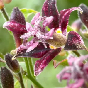 Kaufen Krötenlilie Raspberry Mouse (Tricyrtis)