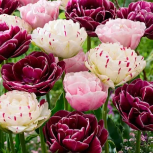 Tulpenkollektion Velvet Morning - Tulpenzwiebeln