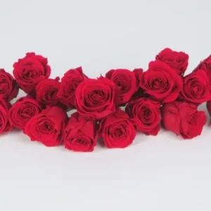 Rosen konserviert Vivian Earth Matters - 24 Köpfe - Queen red 331 - Si-nature