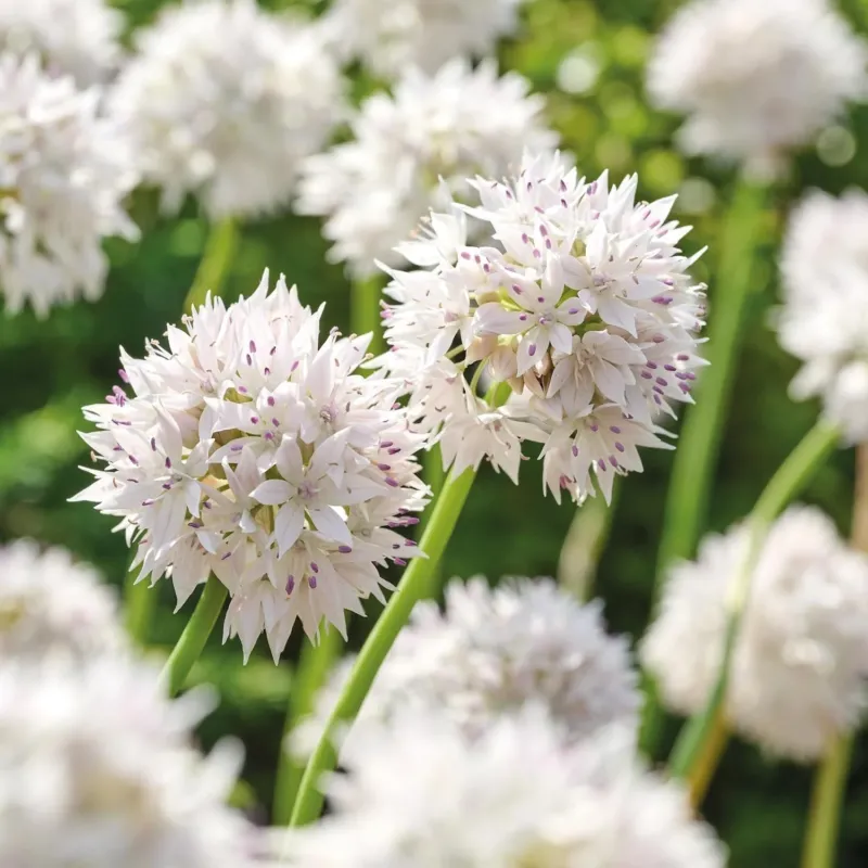 Allium, Zierlauch 'Graceful Beauty'
