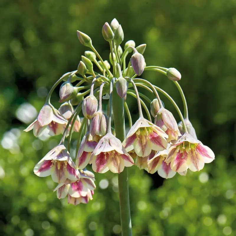Allium, Zierlauch 'Nectaroscordum/Bulgaricum'