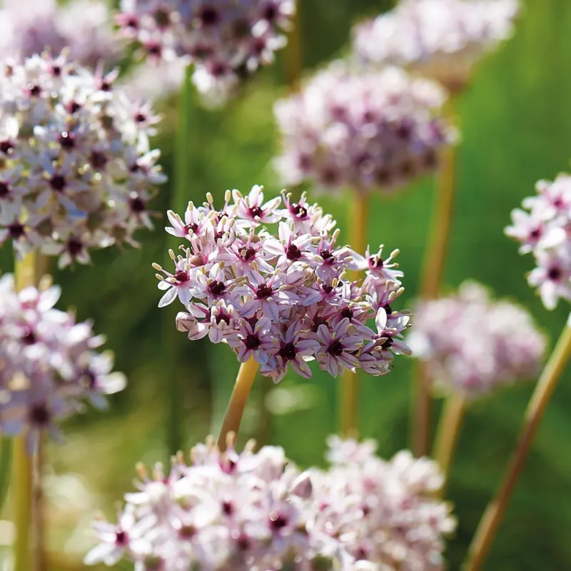 Allium, Zierlauch 'Silver Spring'