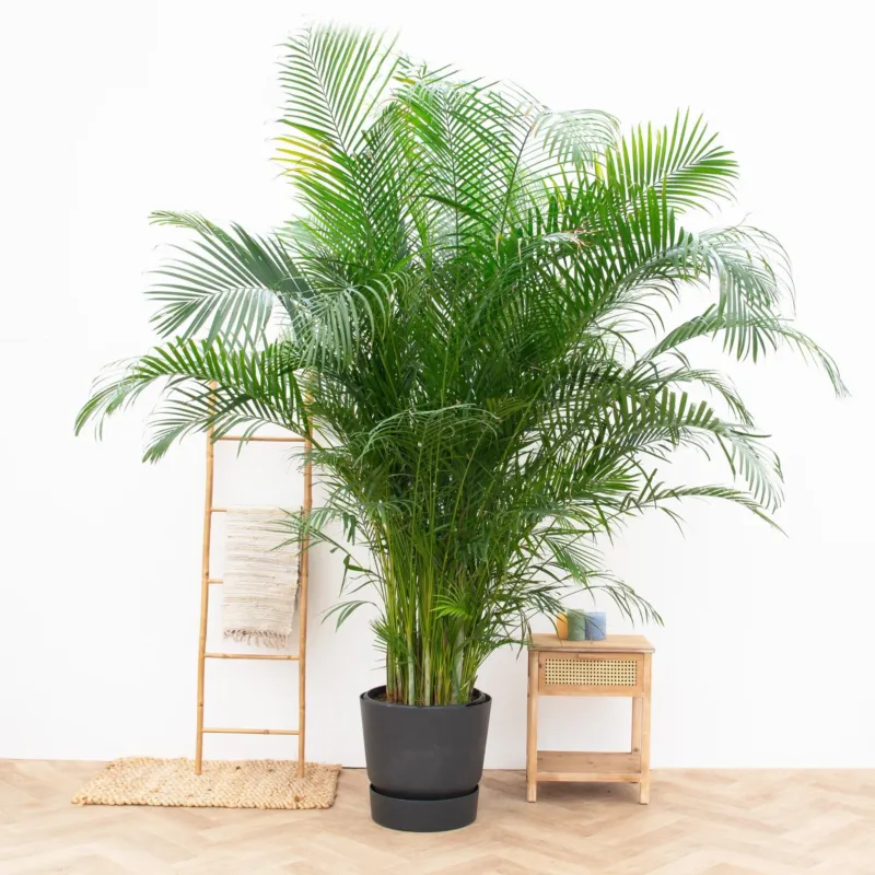 Dypsis Lutescens (Areca palm) - 250 cm
