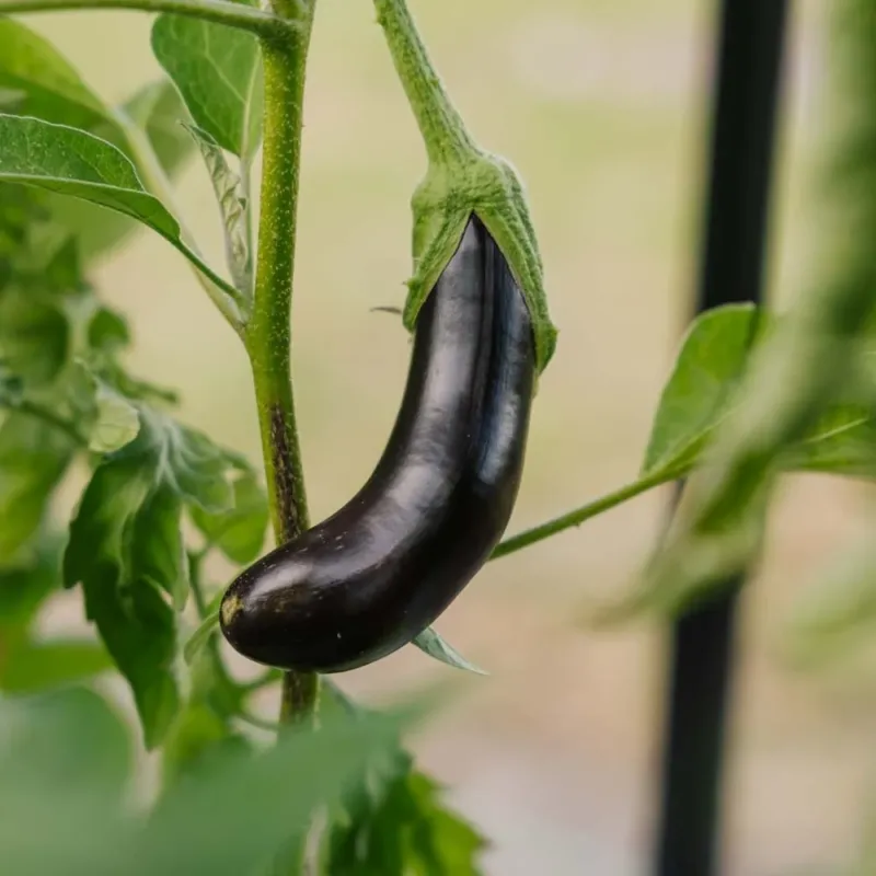 Auberginensamen 'Violetta Lunga 3' - 20 Biosamen