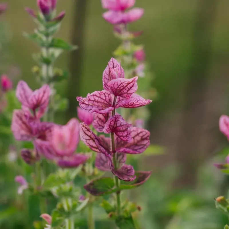 Buntschopfsalbei 'Pink' - 100 Biosamen