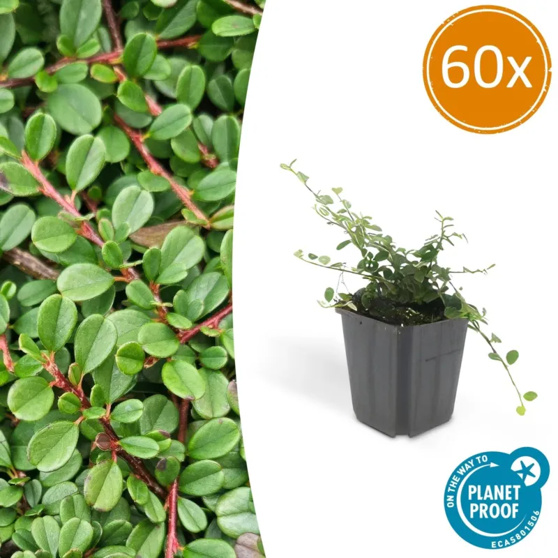 Cotoneaster pro 'Streib's Findling' - 20cm
