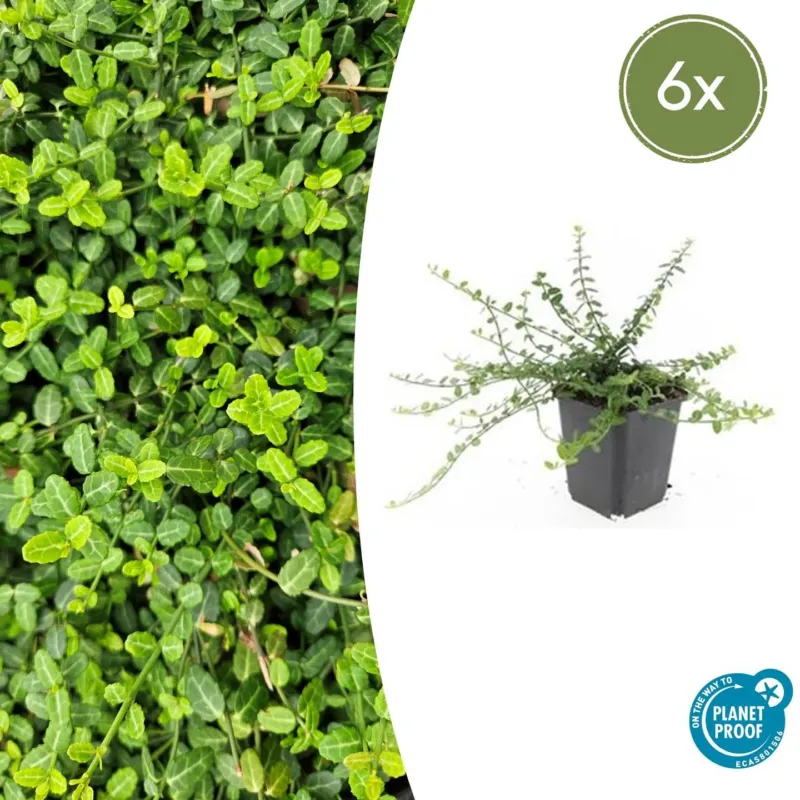Euonymus fortunei 'Minimus' - 20cm