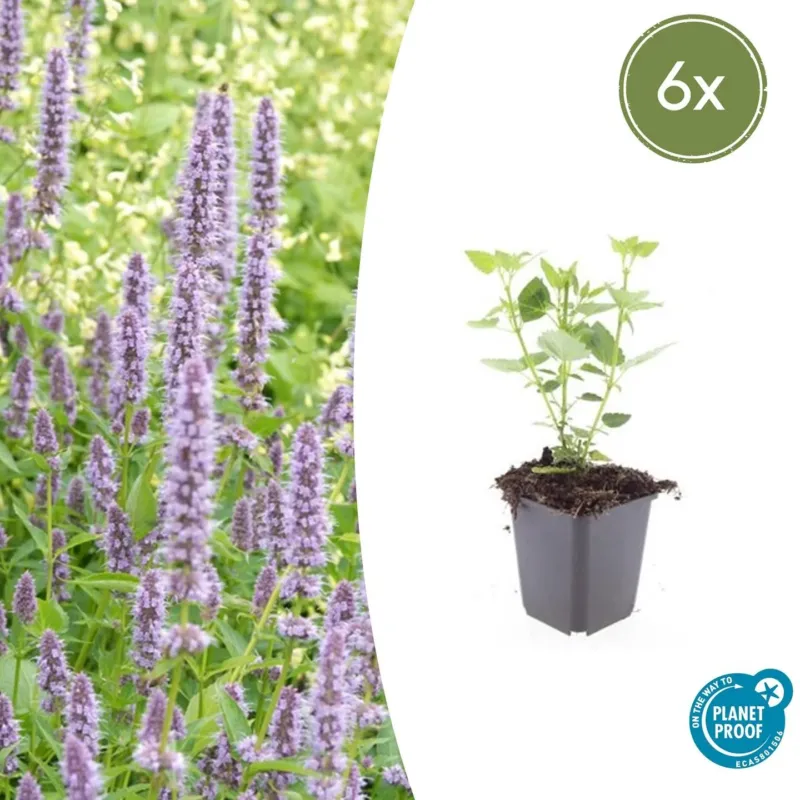Agastache 'Blue Fortune' - 20cm