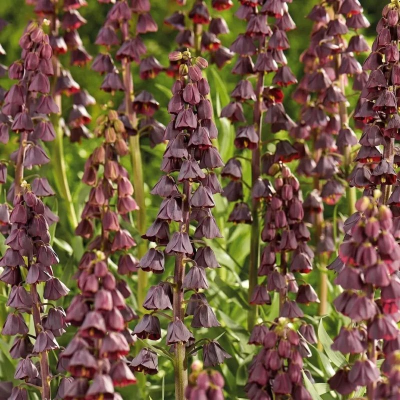 Fritillaria imperialis 'Purple Favourite'