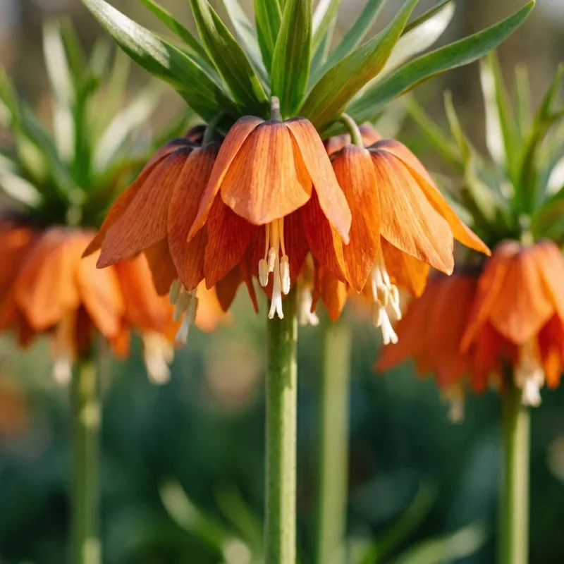 Fritillaria imperialis 'Red Beauty'