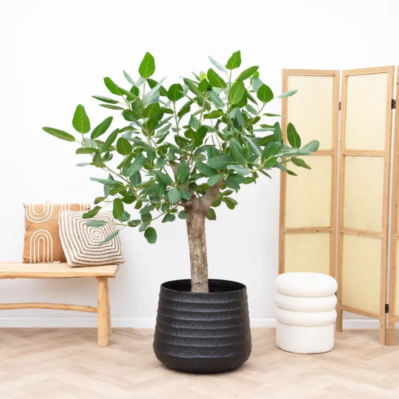 Ficus Benghalensis boom de luxe - 200cm