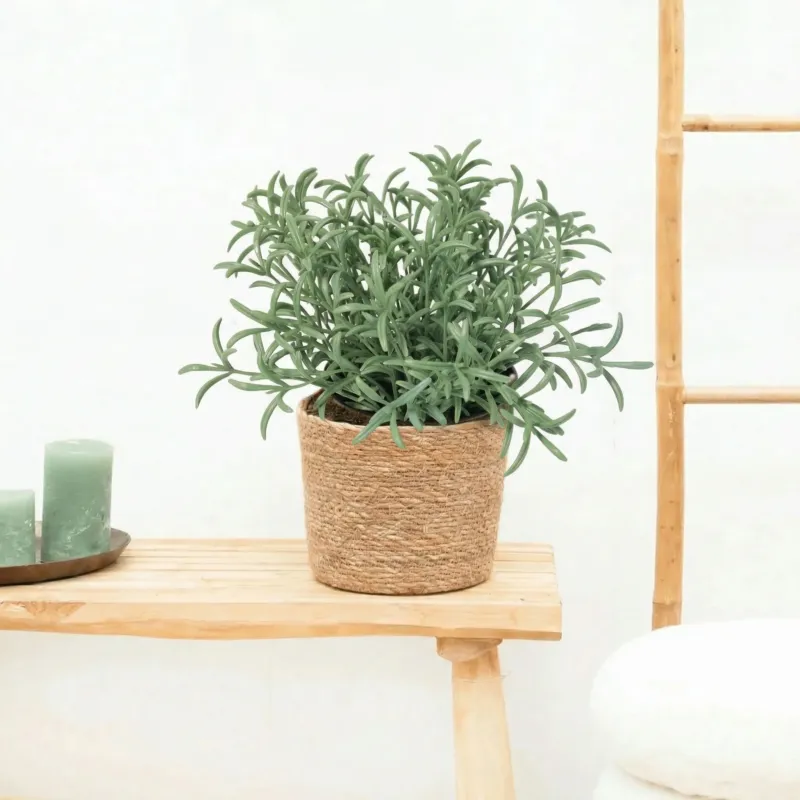Kunst Helichrysum italicum - 18cm