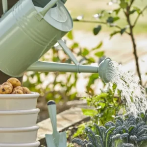 Pastellgrüne Metall-Giesskanne beim Bewässern von Gemüsebeet mit Kartoffeln und Grünkohl im Garten.