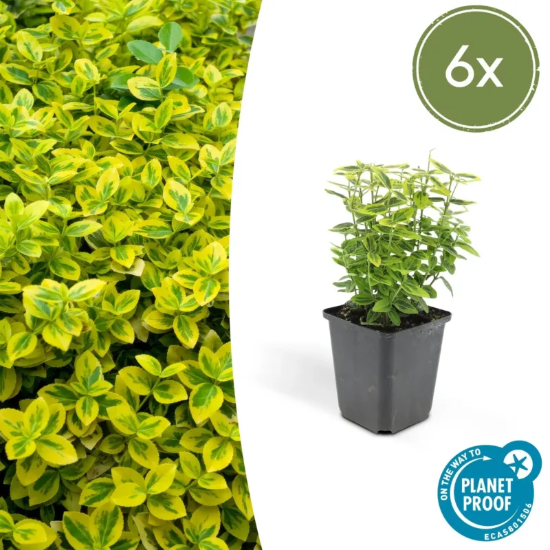 Euonymus Fortunei 'Emerald 'n Gold' - 20cm