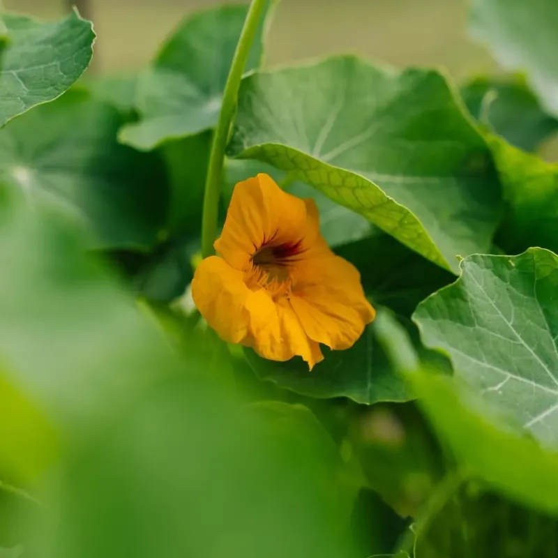 Kapuzinerkresse Samen 'Tropaeolum majus' - 8 Biosamen