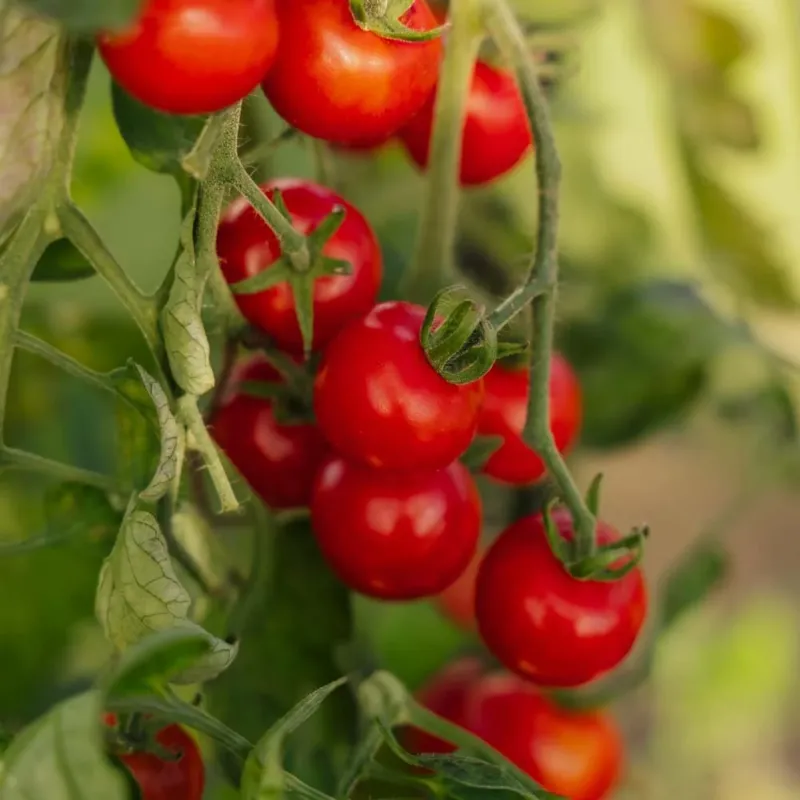 Kirschtomatensamen 'Zuckertraube' - 30 Biosamen